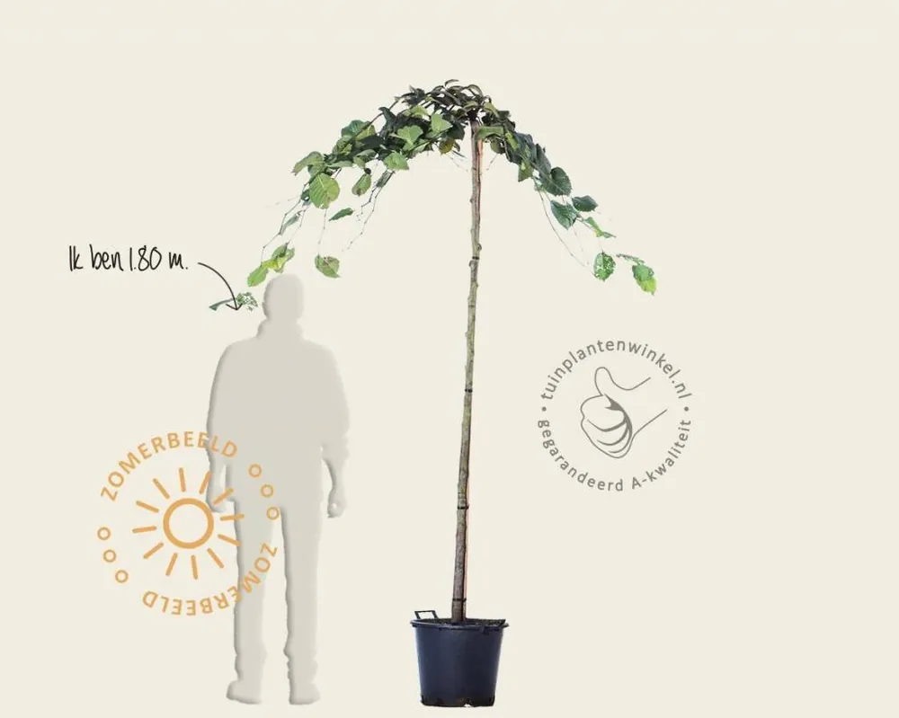 Ulmus ‘Camperdownii‘ - 225 cm stam - Opruiming