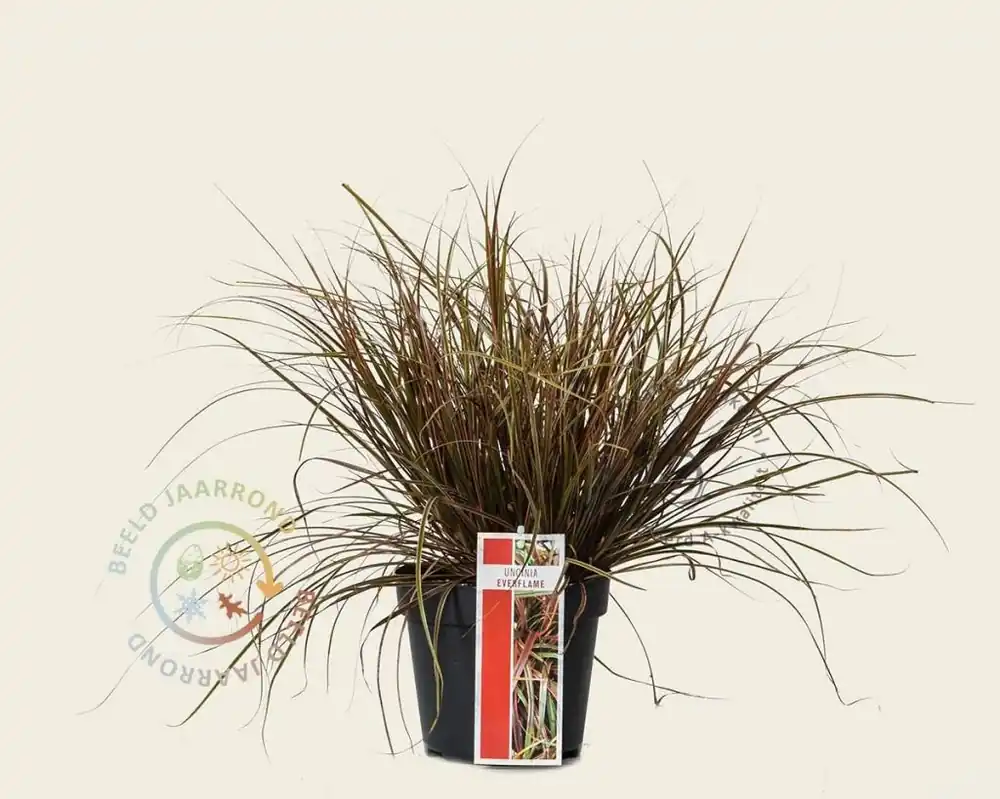 Uncinia rubra ‘Everflame‘ | Hoog gewaardeerd