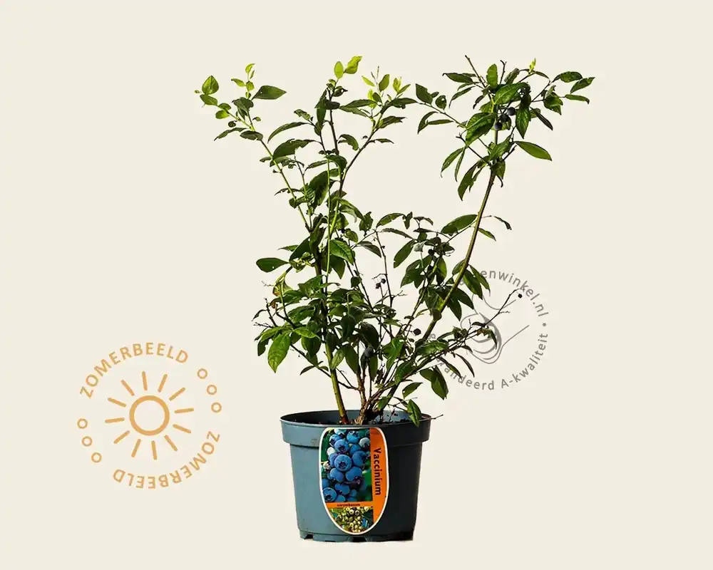 Vaccinium corymbosum ‘Blue Suede‘ | Vanaf nu beschikbaar