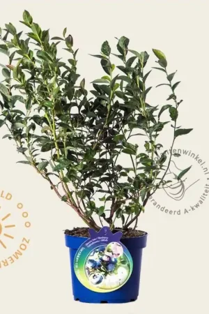 Aanbieding - Vaccinium corymbosum ‘Bluegold‘