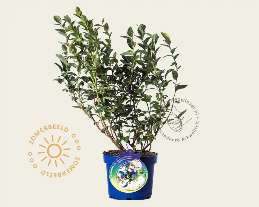 Aanbieding - Vaccinium corymbosum ‘Bluegold‘