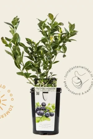 Zojuist toegevoegd | Vaccinium corymbosum ‘Brigitta Blue‘
