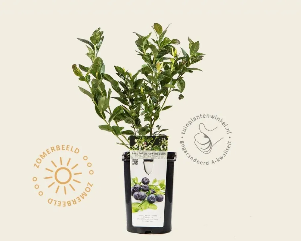 Zojuist toegevoegd | Vaccinium corymbosum ‘Brigitta Blue‘