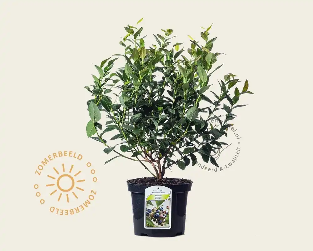 Op voorraad - Vaccinium corymbosum ‘Brigitta Blue‘