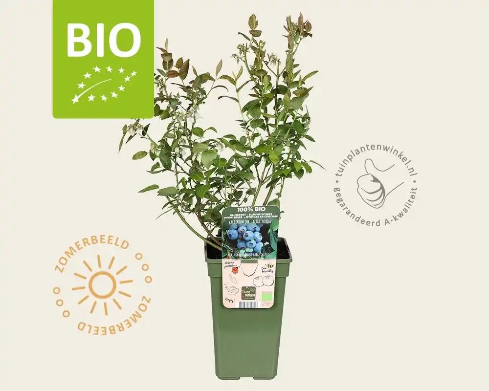 Vaccinium corymbosum ‘Brigitta Blue‘ - BIO - Extra korting