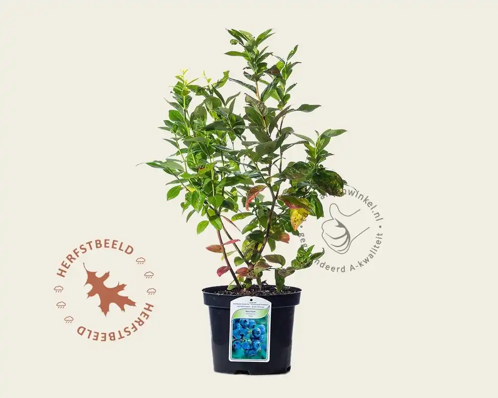 Eenvoudig retourneren | Vaccinium corymbosum ‘Duke‘