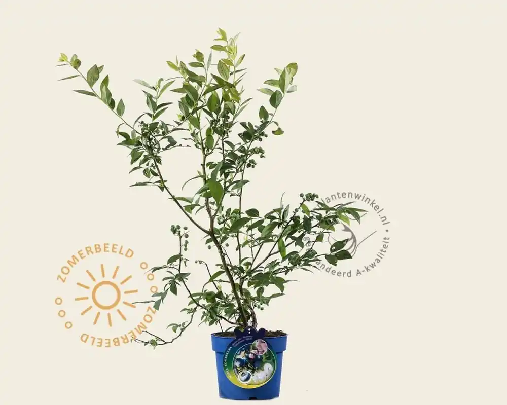 Vaccinium corymbosum ‘Earliblue‘ - Voeg toe aan winkelwagen