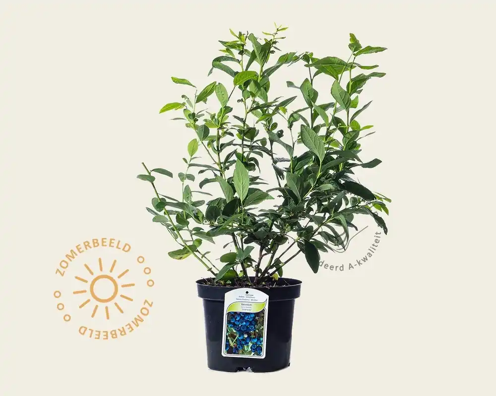 Vaccinium corymbosum ‘Goldtraube‘ | Veilige betaling