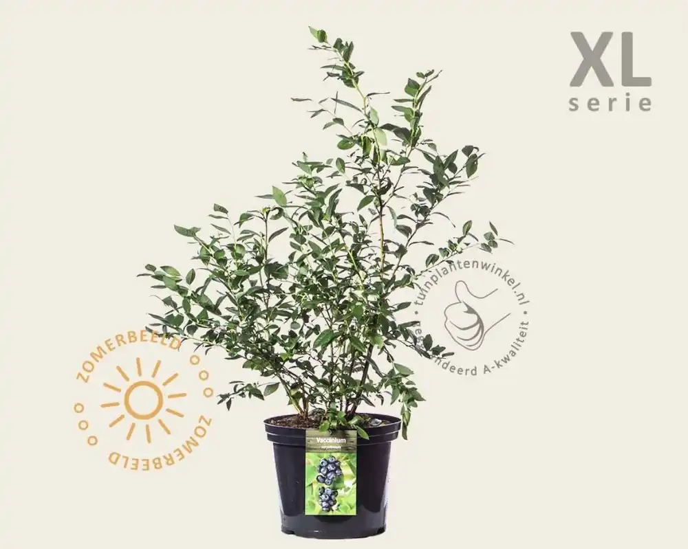 Vaccinium corymbosum - XL - Voeg toe aan winkelwagen