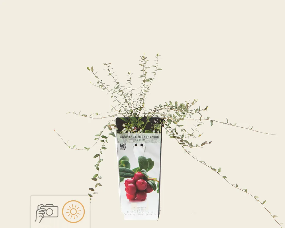 Prijsverlaging - Vaccinium macrocarpon ‘Pilgrim‘ - Cranberry