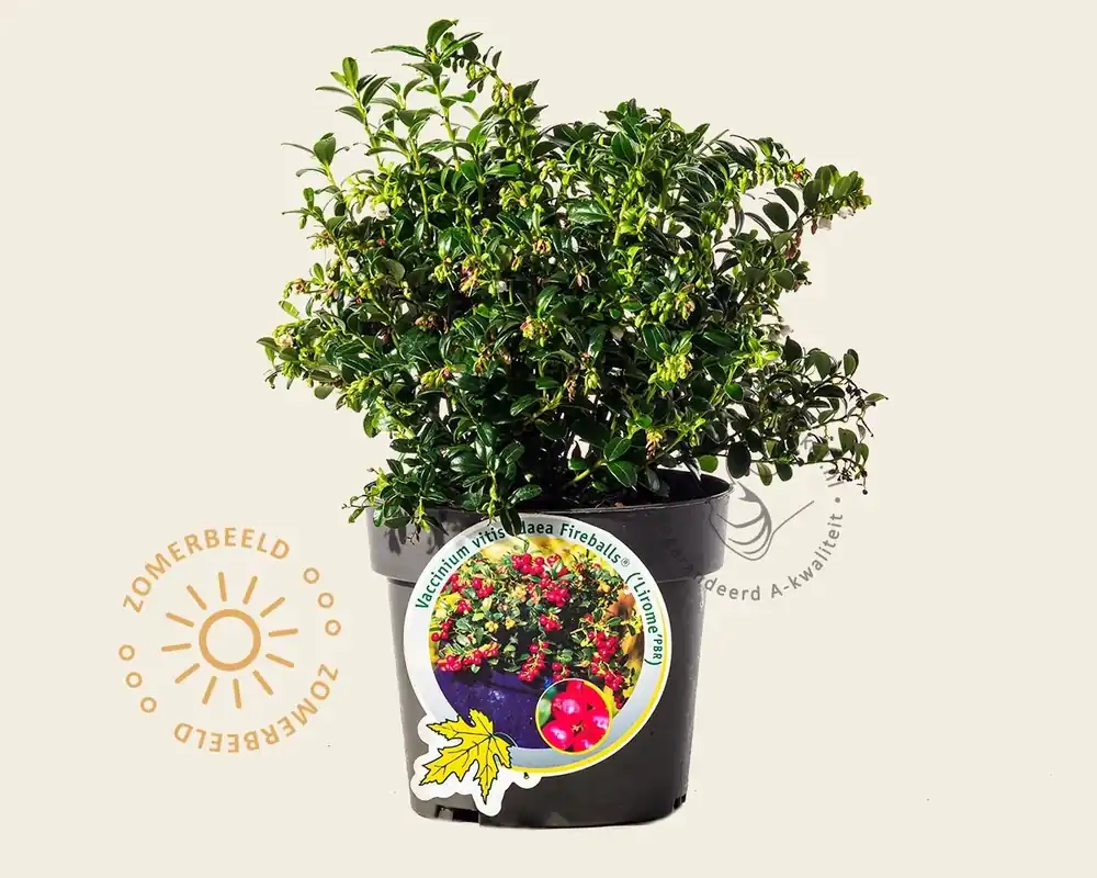Vaccinium vitis-idaea ‘Fireballs‘ - Laatste kans