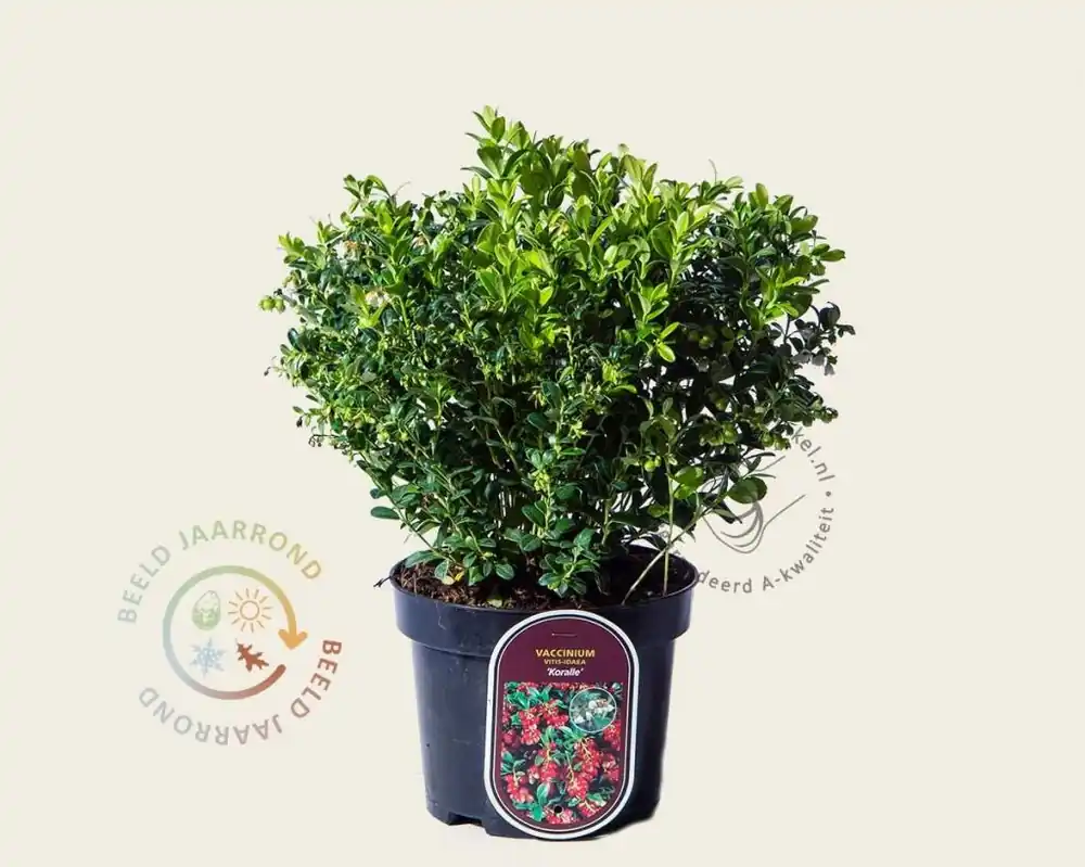 Vaccinium vitis-idaea ‘Koralle‘ | Direct kopen