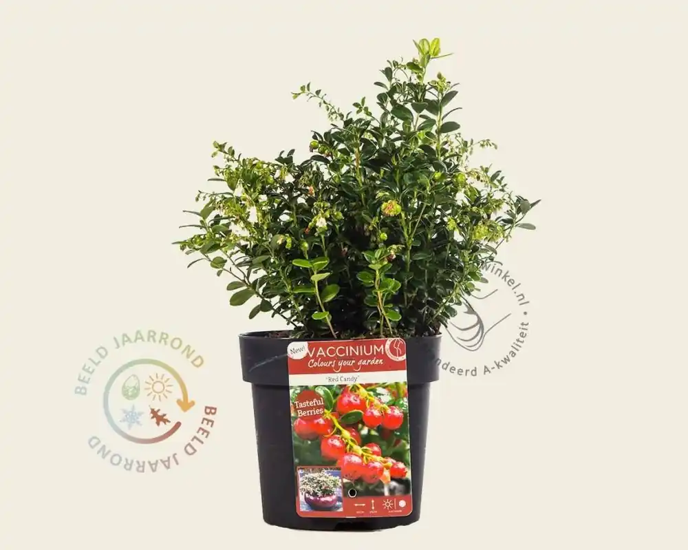 Veilig winkelen | Vaccinium vitis-idaea ‘Red Candy‘