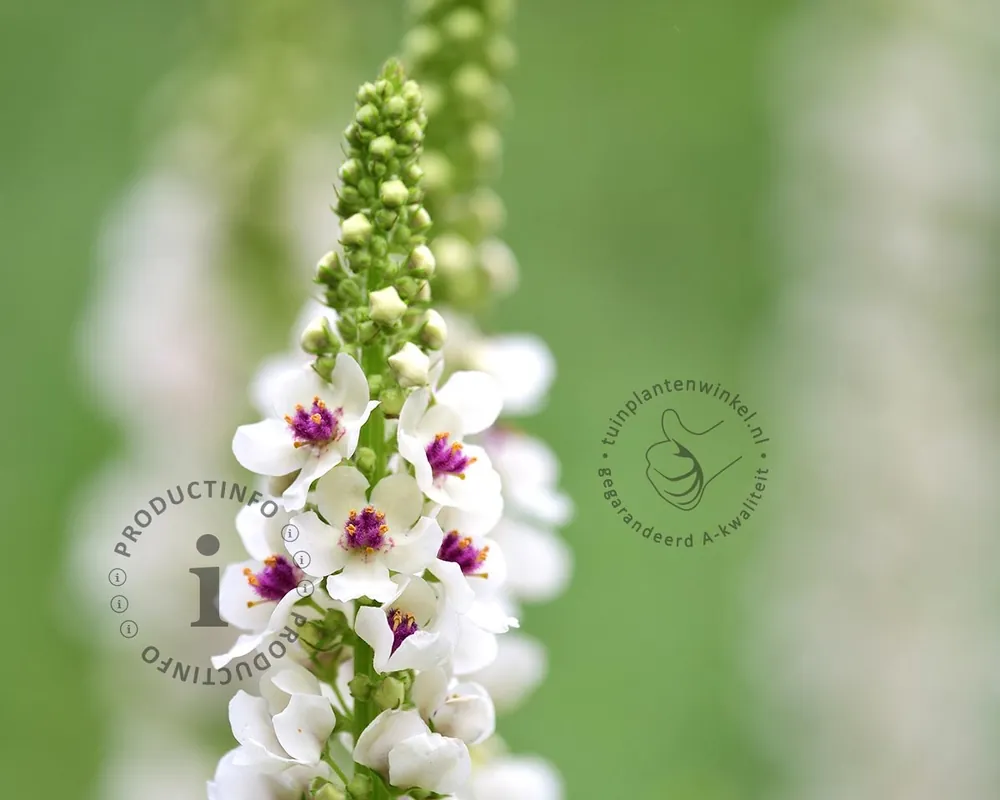 Verbascum chaixii ‘Album‘ | Uitverkoop