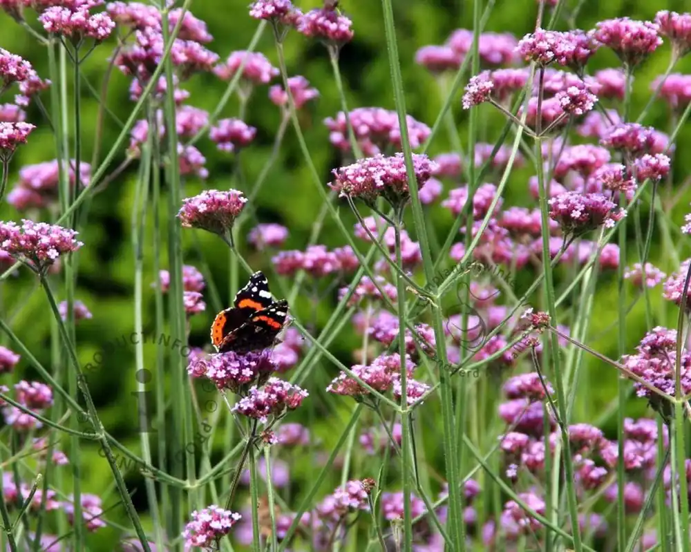 Bespaar nu - Verbena bonariensis