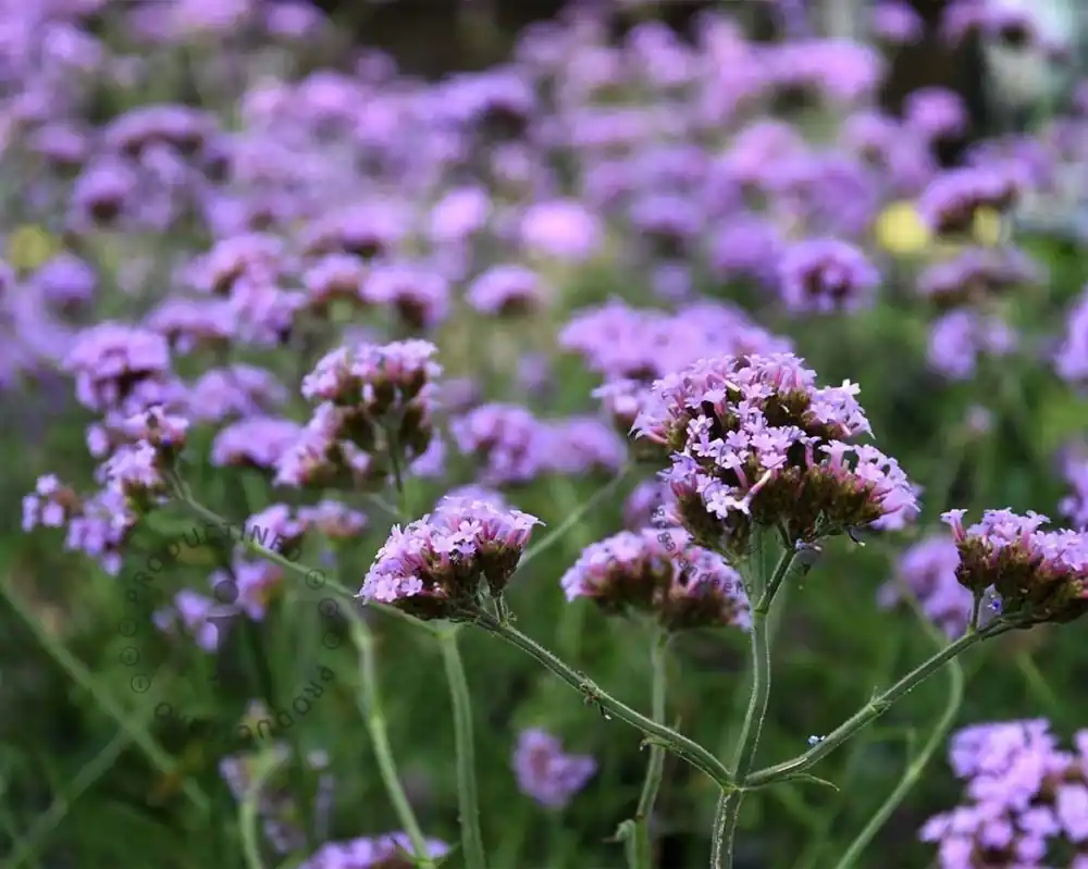 Verbena bonariensis ‘Lollipop‘ | Nu beschikbaar