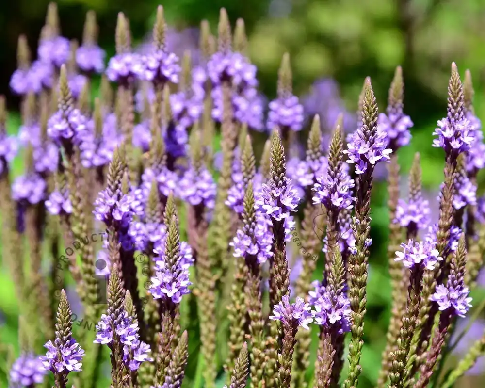 Veilig betalen | Verbena hastata