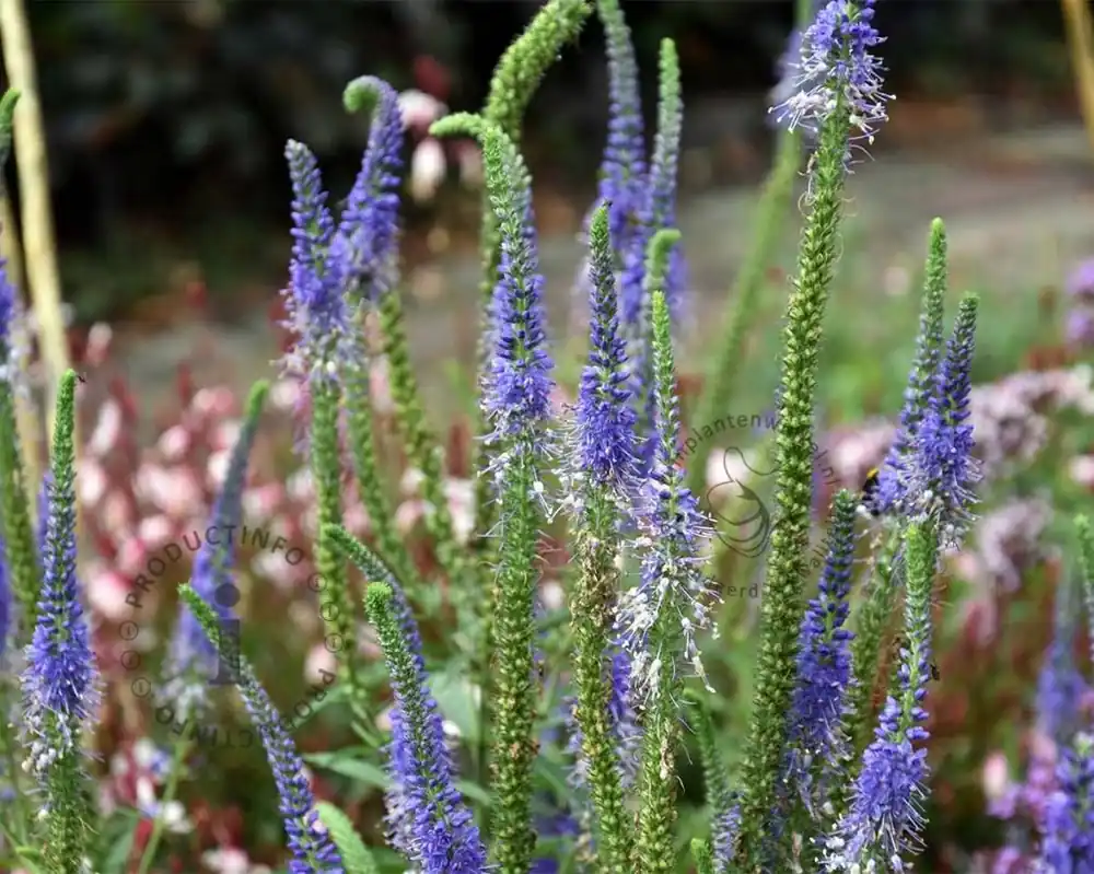 Veronica longifolia ‘Blauriesin‘ - Hoge kwaliteit