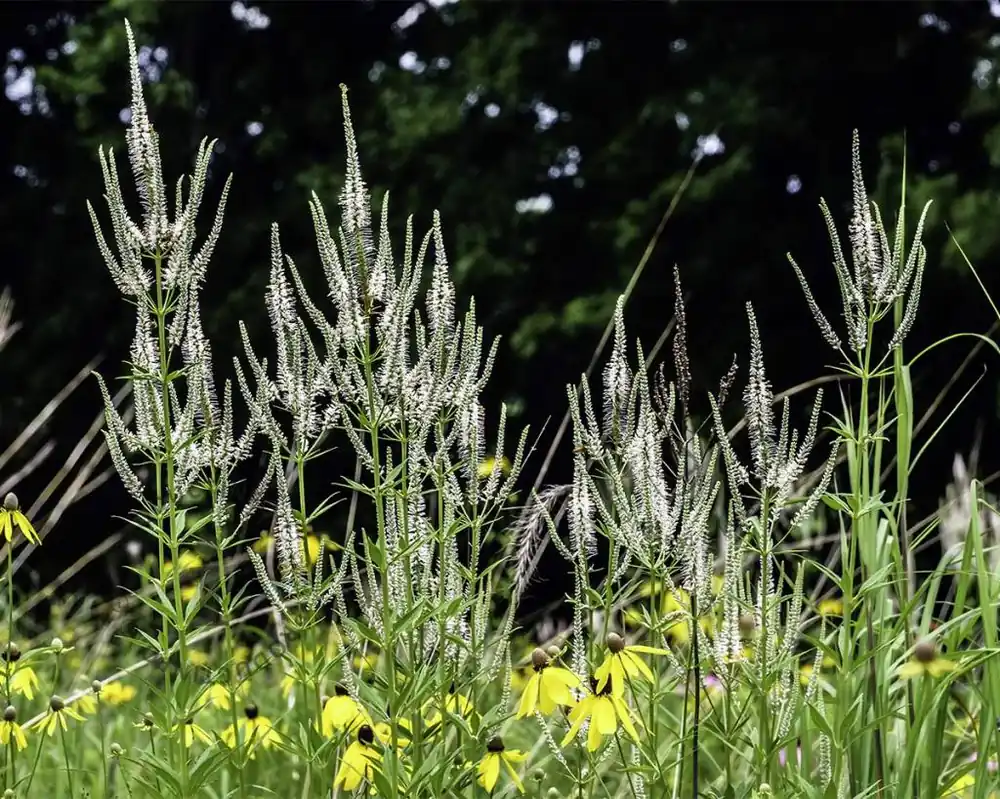 Voordelig - Veronicastrum virginicum ‘Album‘