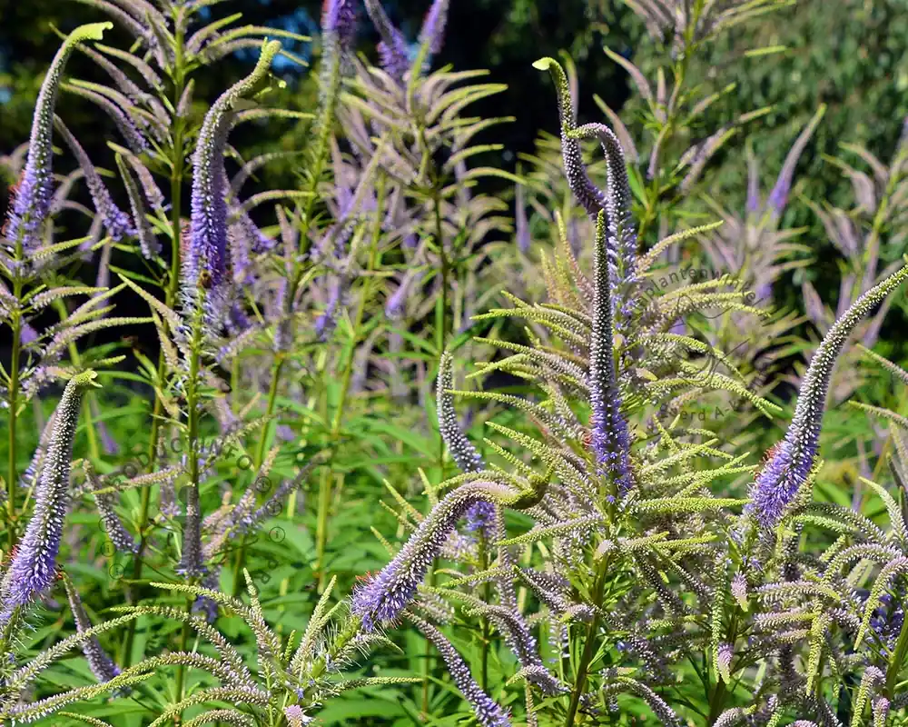 Veronicastrum virginicum ‘Lavendelturm‘ - Bestelbaar