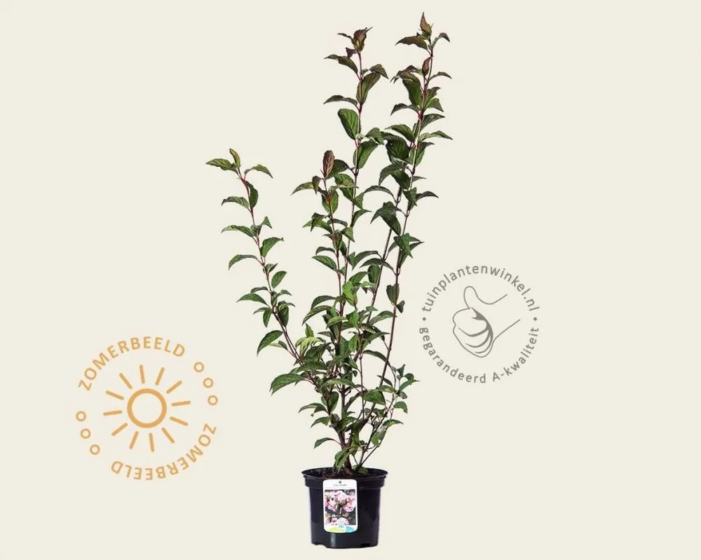 Viburnum bodnantense ‘Charles Lamont‘ | Sale