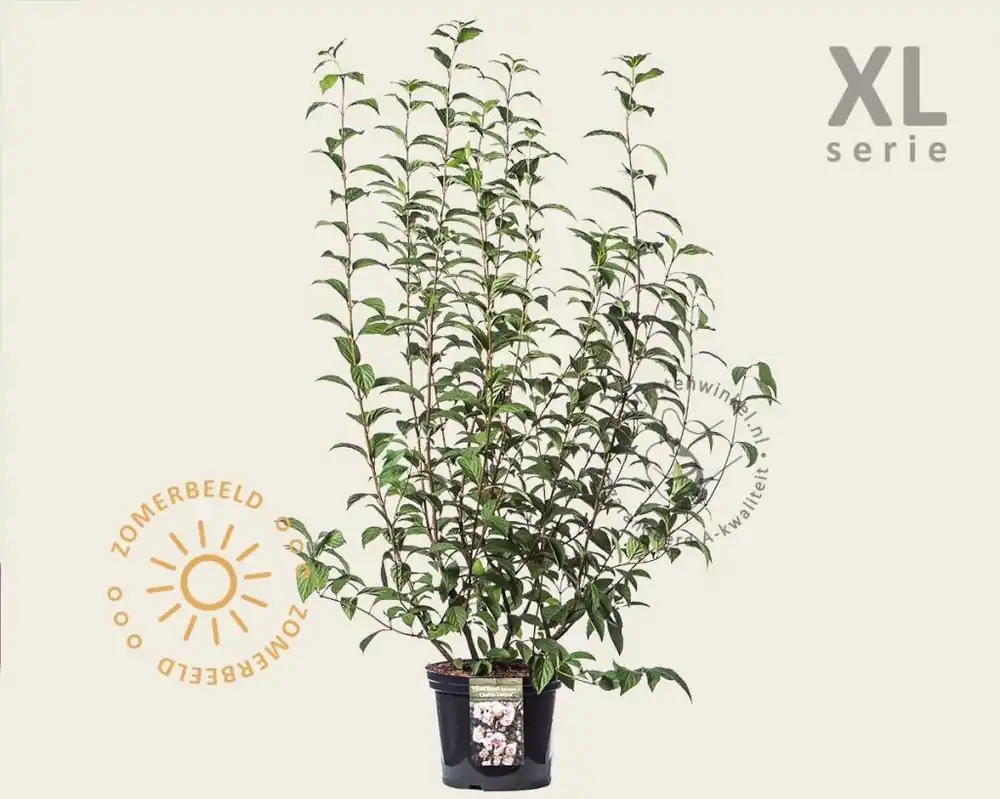 Viburnum bodnantense ‘Charles Lamont‘ - XL | Mis het niet