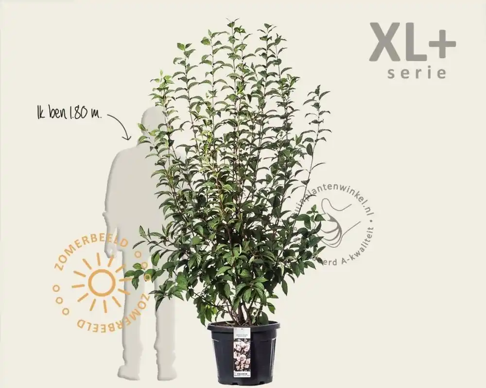 Viburnum bodnantense ‘Charles Lamont‘ - XL+ - Net toegevoegd