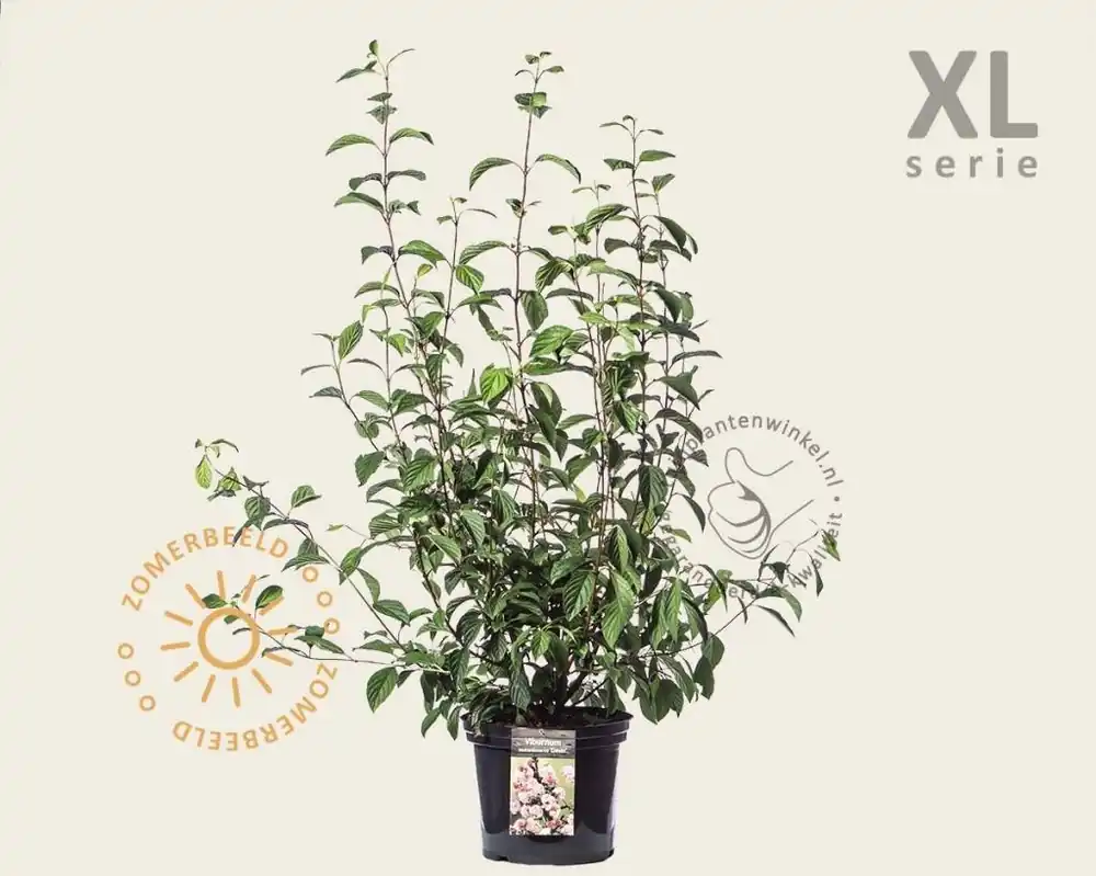 Viburnum bodnantense ‘Dawn‘ - XL | Nieuw gelanceerd