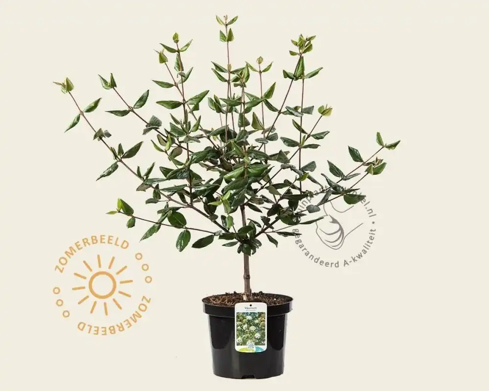 Erg populair - Viburnum burkwoodii