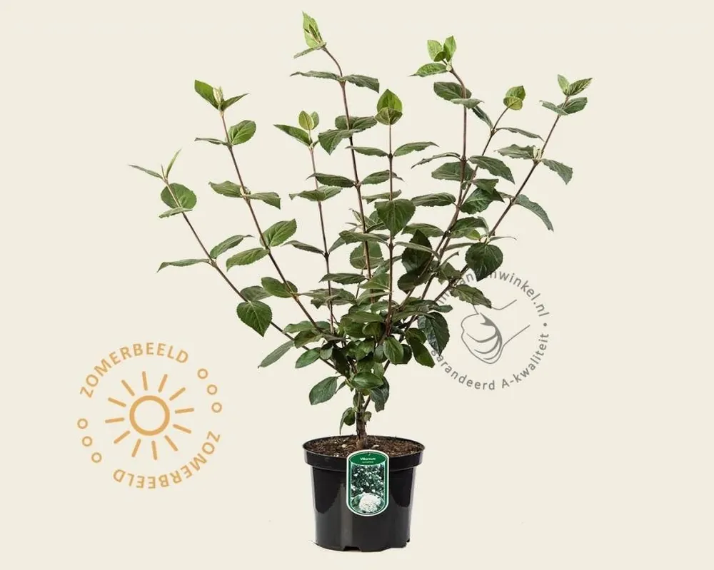 Bestseller | Viburnum carlcephalum