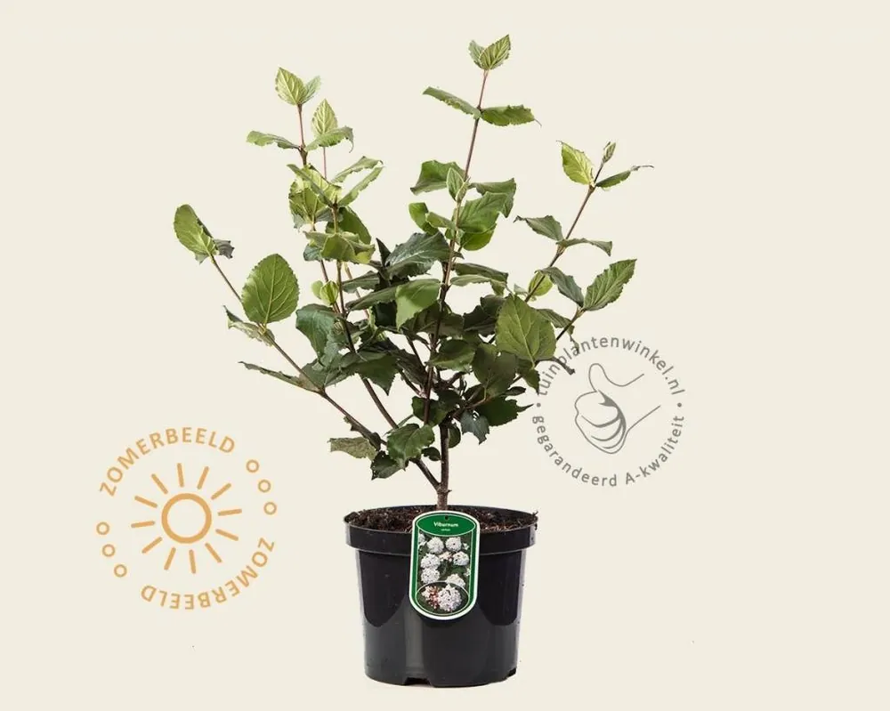 Viburnum carlesii - Nog maar een paar beschikbaar