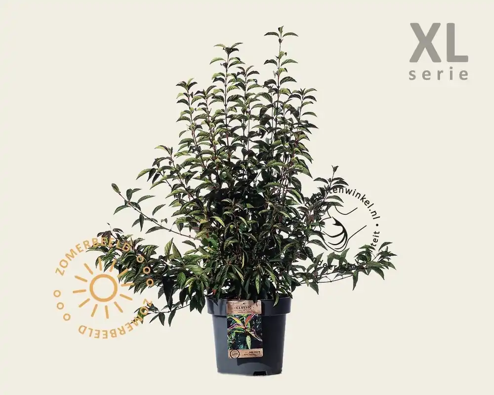 Net gelanceerd - Viburnum farreri ‘December Dwarf‘ - XL