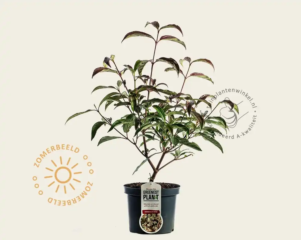 Goed beoordeeld | Viburnum hillieri ‘Winton‘