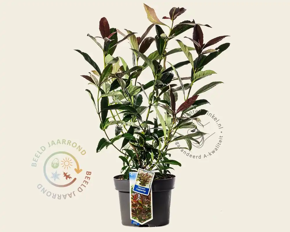 Viburnum odoratissimum ‘Coppertop‘ - Populair