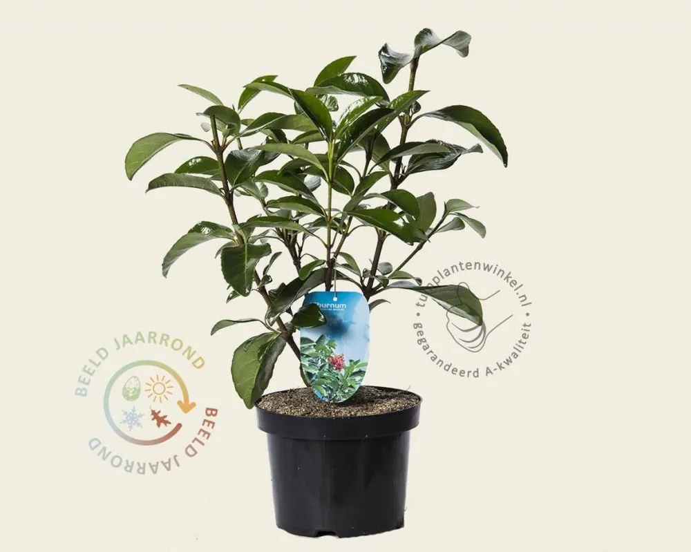 Nu beschikbaar | Viburnum odoratissimum var. awabuki