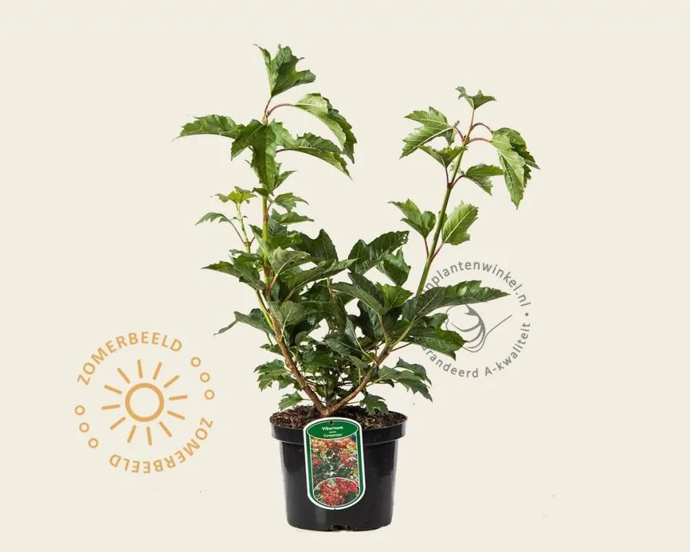 Voordelig | Viburnum opulus ‘Compactum‘