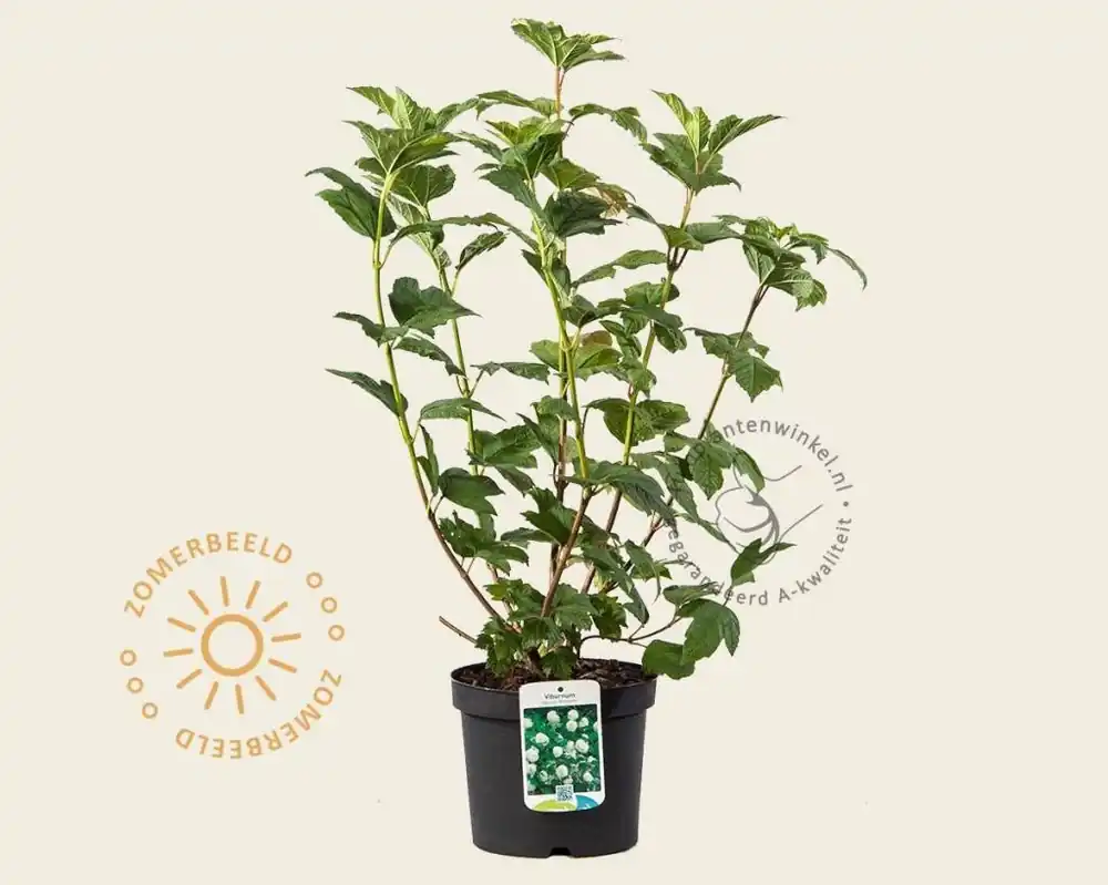 Expreslevering | Viburnum opulus ‘Roseum‘