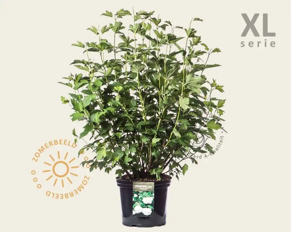 Viburnum opulus ‘Roseum‘ - XL - Favoriet van klanten