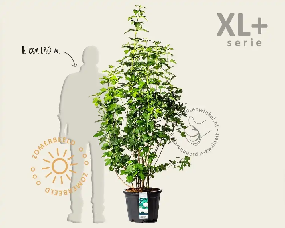Viburnum opulus ‘Roseum‘ - XL+ - Tijdelijke actie