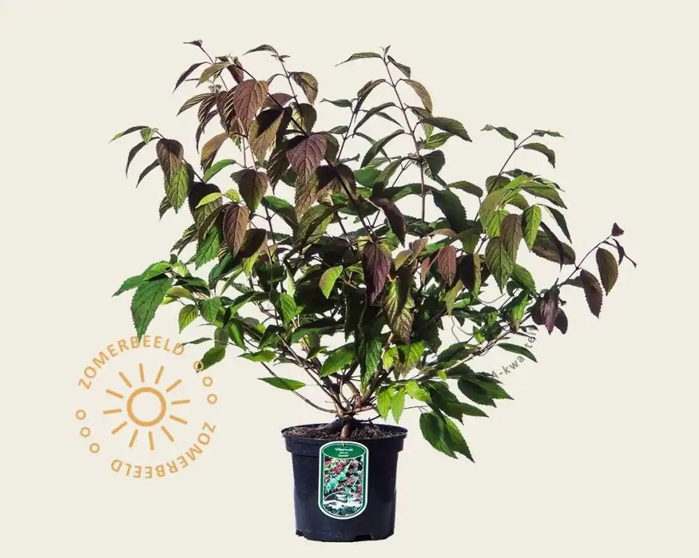 Direct bestellen - Viburnum plicatum ‘Cascade‘