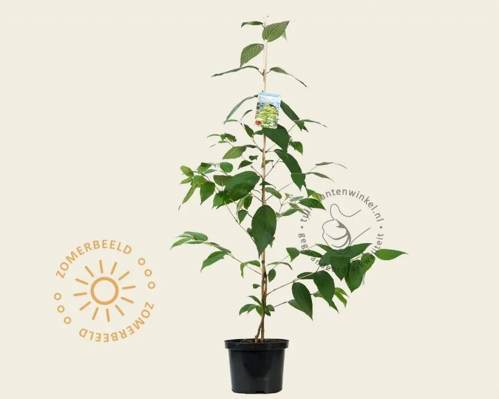 Viburnum plicatum ‘Kilimandjaro‘ - Nieuw binnen