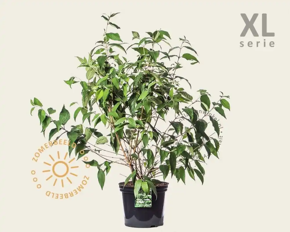 Bestel nu | Viburnum plicatum ‘Kilimandjaro‘ - XL
