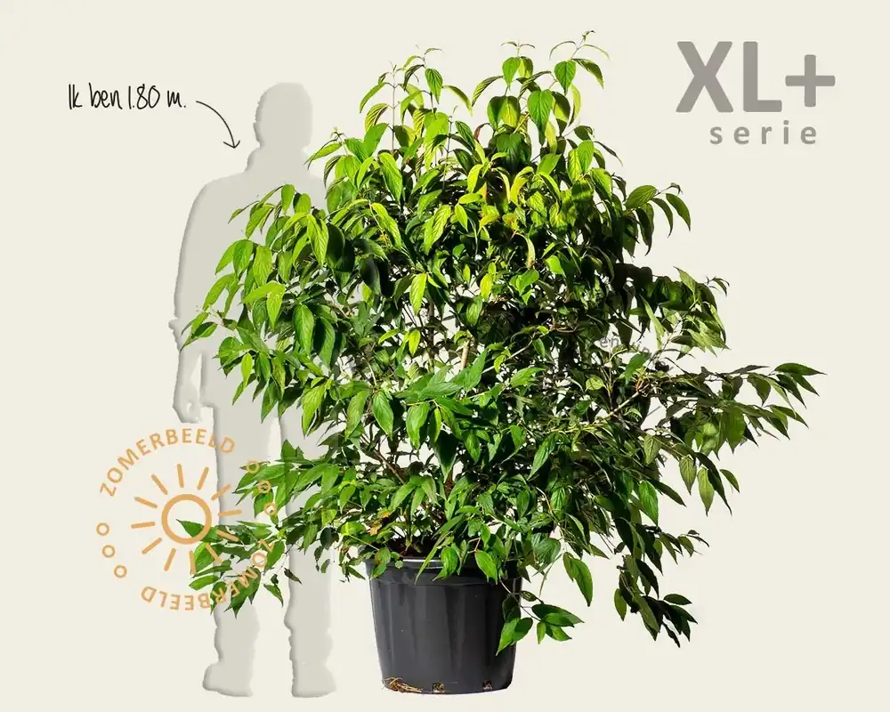 Nu beschikbaar | Viburnum plicatum ‘Kilimandjaro‘ - XL+