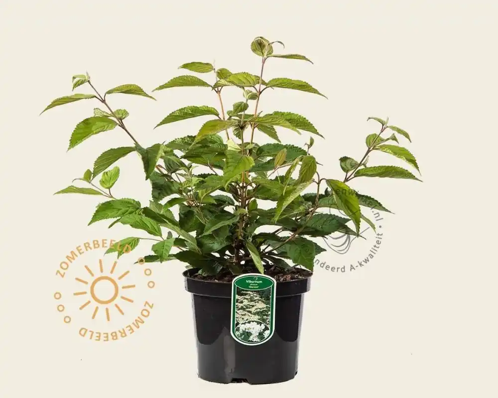 Viburnum plicatum ‘Mariesii‘ | Nog maar enkele beschikbaar