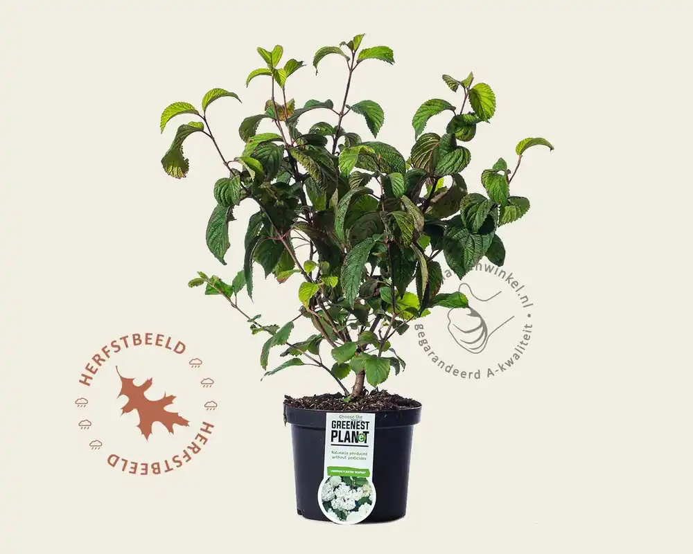 Voordeelprijs - Viburnum plicatum ‘Newport‘