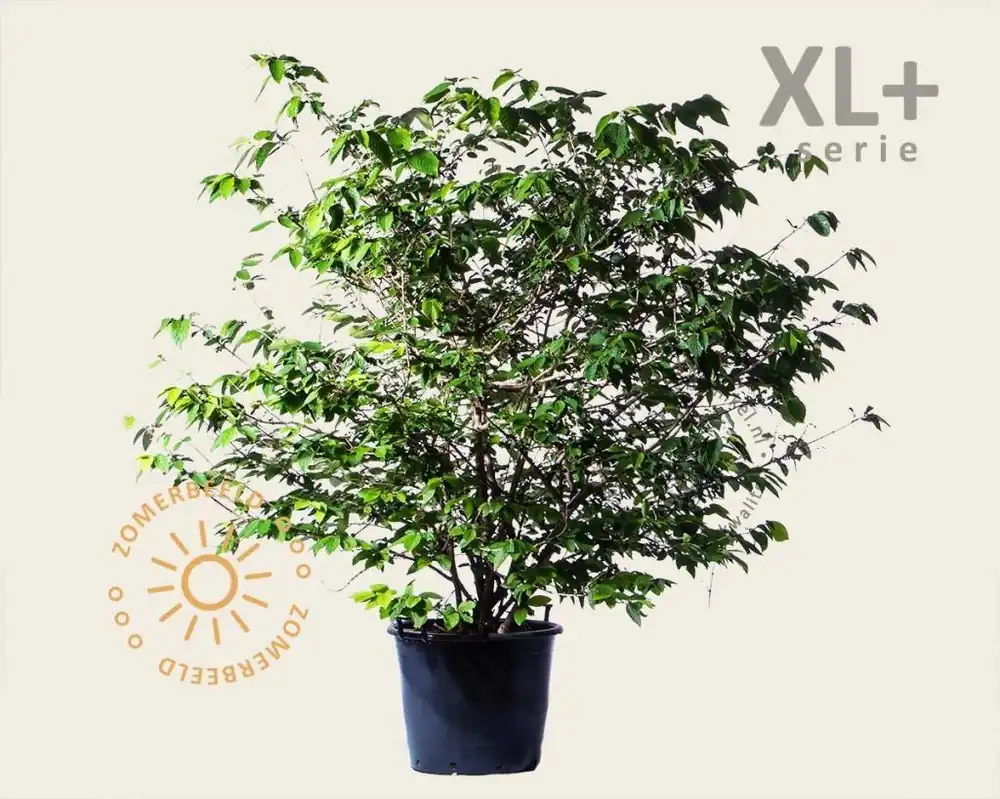 Viburnum plicatum ‘St Keverne‘ - XL+ | Zojuist toegevoegd