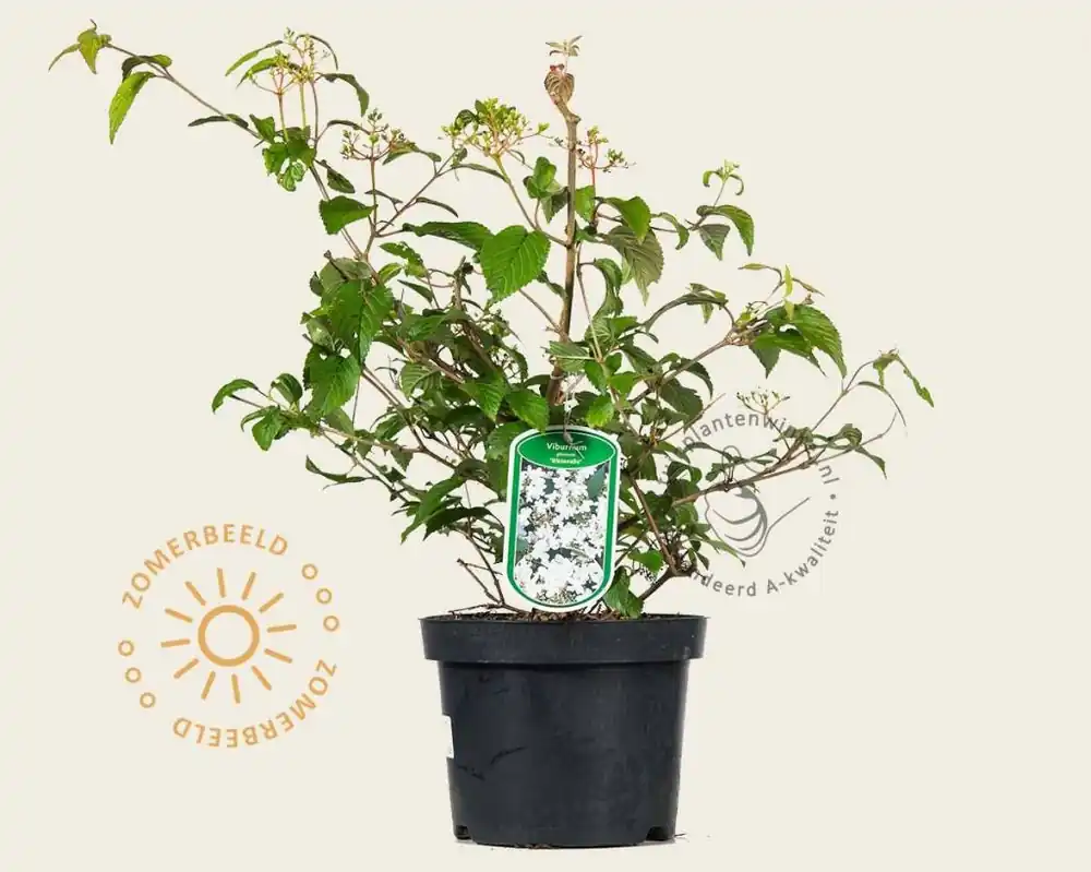 Topprijs | Viburnum plicatum ‘Watanabe‘