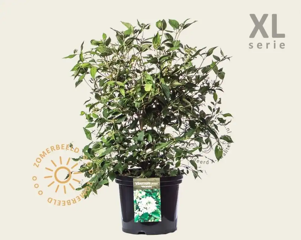 Viburnum plicatum ‘Watanabe‘ - XL - Scherpe prijs