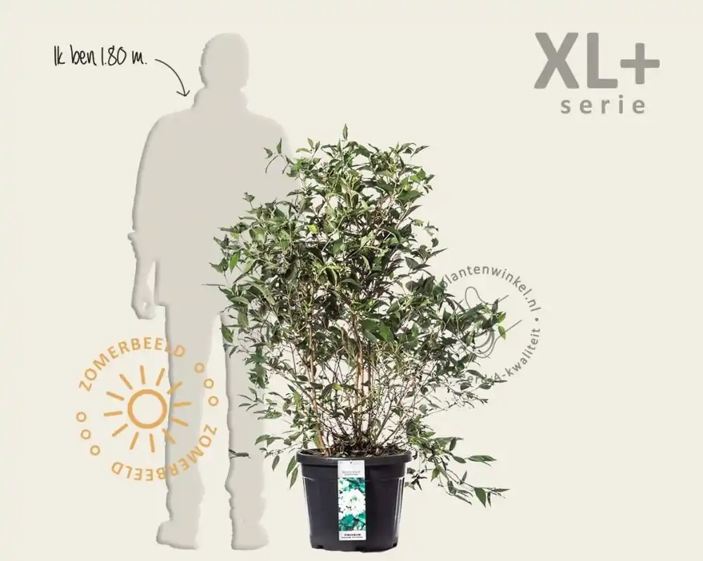 Viburnum plicatum ‘Watanabe‘ - XL+ | Dagdeal