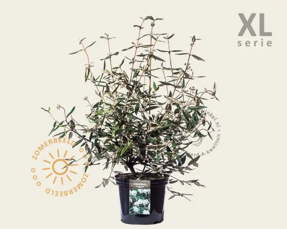 Viburnum ‘Pragense‘ - XL | Topkwaliteit